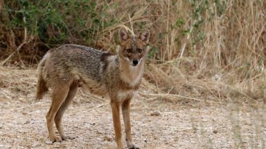 Photo d'un chacal doré