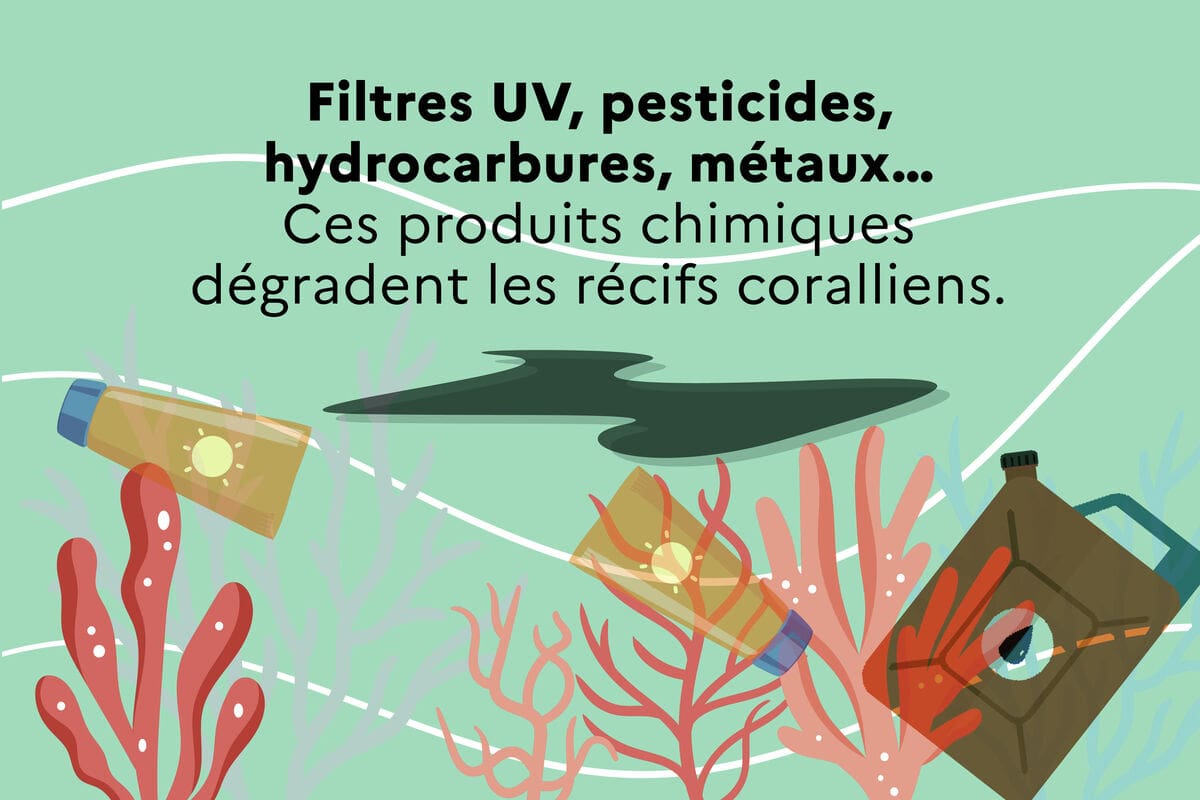 Illustration 3607 - Filtres UV, pesticides, hydrocarbures, métaux... Ces produits chimiques dégradent les récifs coralliens.